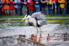 Graureiher (9 von 15).jpg